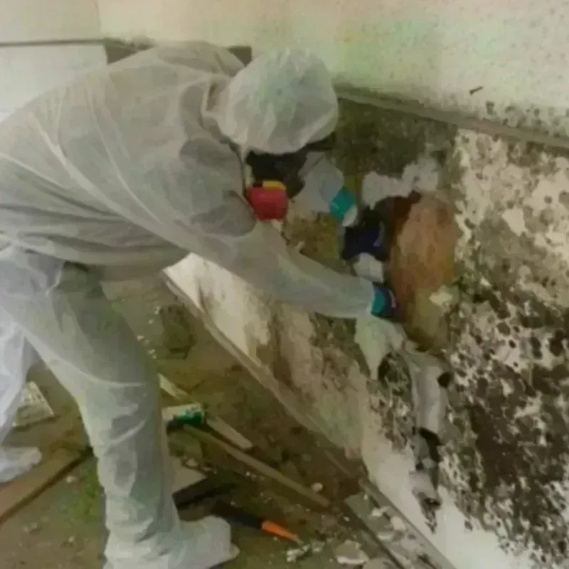 Mold Remediation and Removal in Thiells, NY